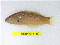 藏品(黑腕海豬魚)的圖片